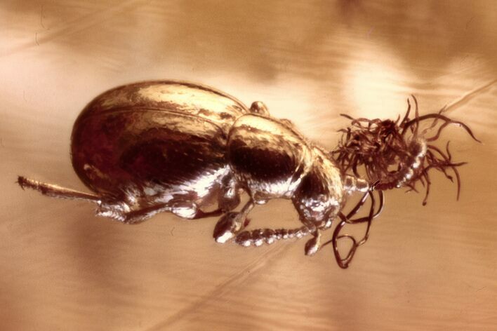 Fossil Ant-Like Stone Beetle (Scydmaeninae) in Baltic Amber #310850